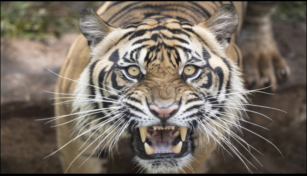 An image of a roaring Tiger with a hyper link to the Beauchamp Lodge website, who calls the tiger page