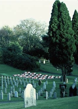 Powerful Part 6 Orders - Date for your diary 1 Part 6 Orders - an image of the Falklands burial plot within the Aldershot military cemetery with the sixteen coffins of those who were killed during the Falkland Islands campaign, and whose families chose for them to be buried at the military cemetery, each coffin having been draped in a Union flag